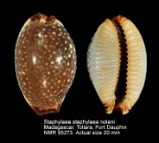 Staphylaea staphylaea nolani